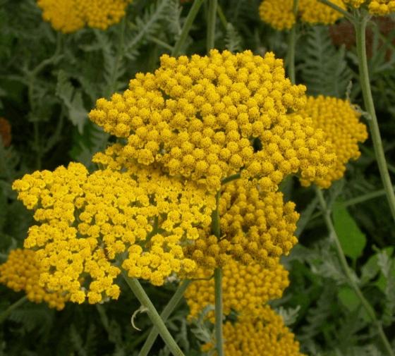 Achillea hybride 'Coronation Gold'