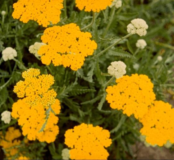 Achillea filipendulina 'Cloth of Gold'