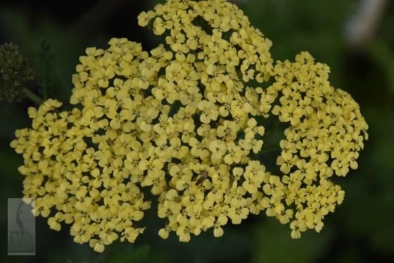 Achillea filipendulina 'Credo'