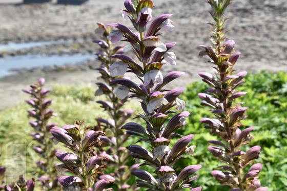 Acanthus hungaricus