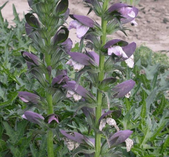 Acanthus hungaricus