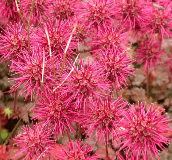 Acaena microphylla 'Kupferteppich'