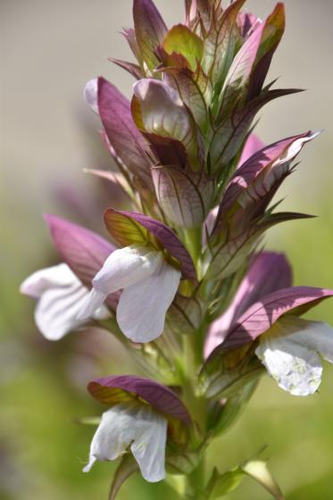 Acanthus 'Morning's Candle'