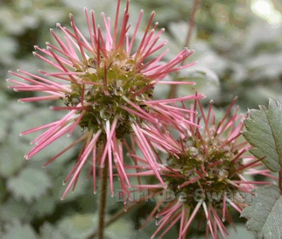 Acaena microphylla