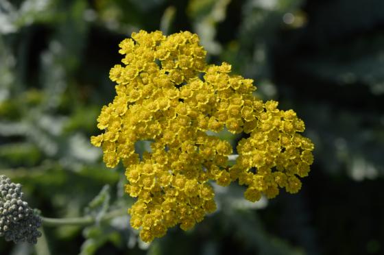 Achillea hybride 'Moonshine'