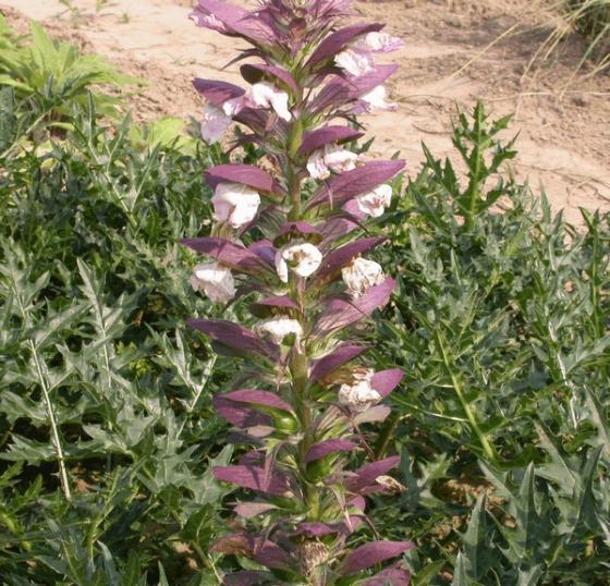 Acanthus spinosus