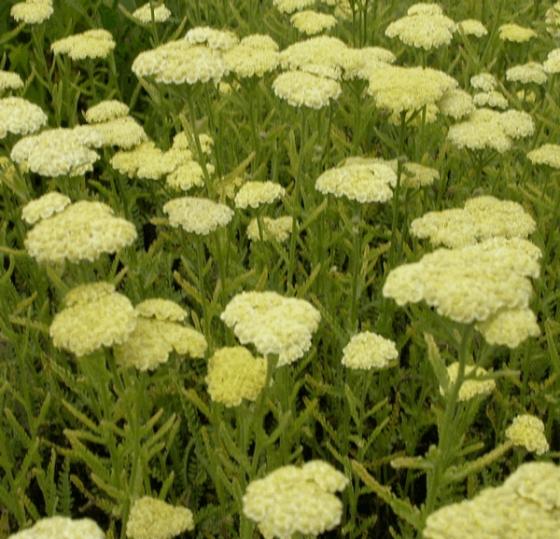 Achillea hybride 'Taygetea'