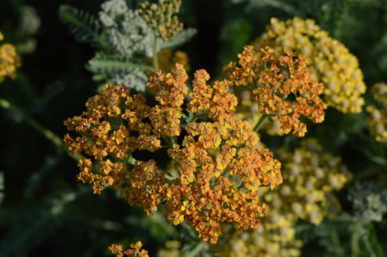 Achillea hybride 'Terracotta'