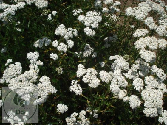 Achillea millefolium 'White Beauty'