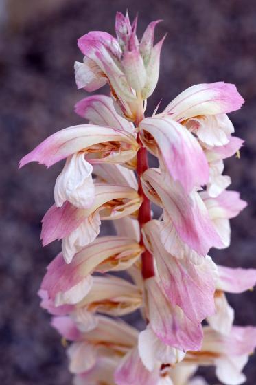 Acanthus hybide 'Whitewater'