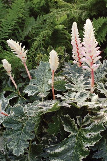 Acanthus hybide 'Whitewater'