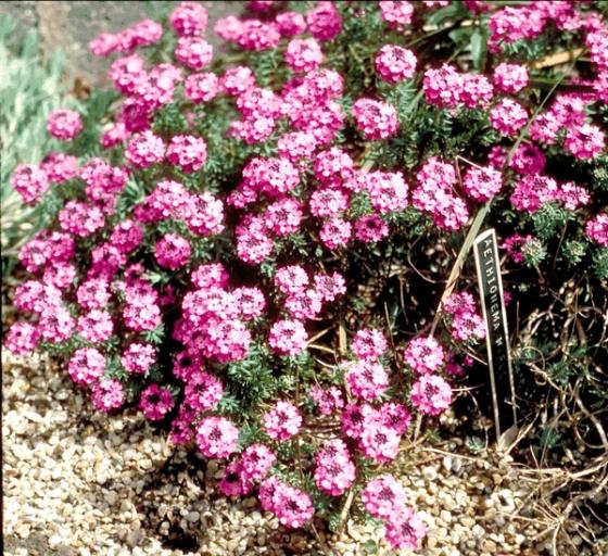 Aethionema armenum  'Warley Rose'