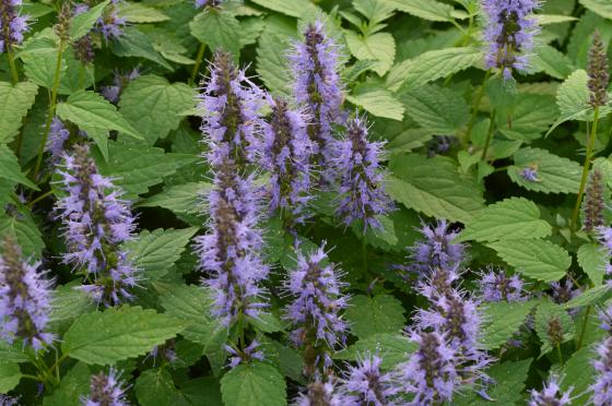 Agastache 'After Eight'