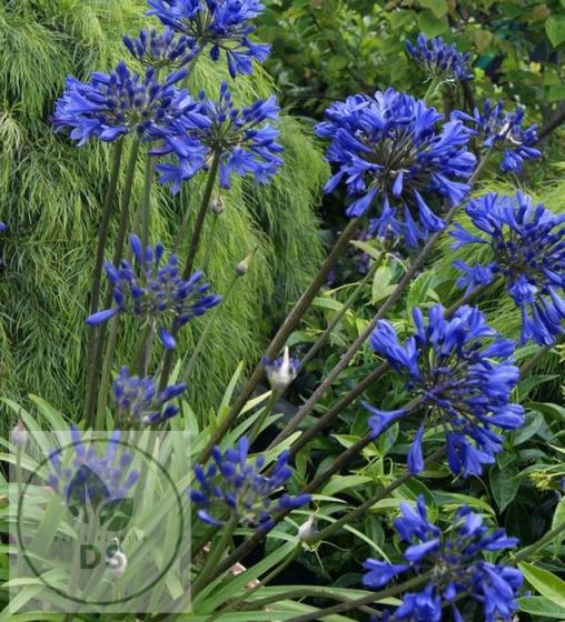 Agapanthus hybride 'Brilliant Blue'