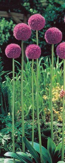 Allium giganteum