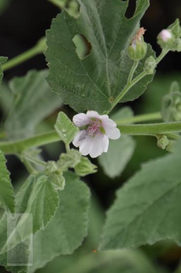 Althea officinalis (heemst)