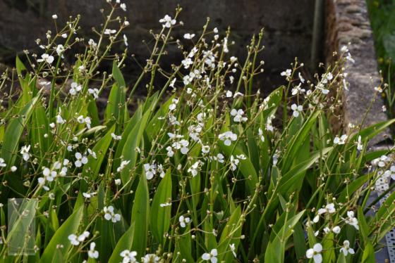 Alisma plantago-aquatica