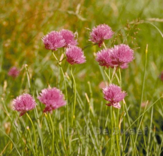 Allium schoenoprasum (bieslook)