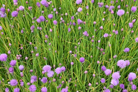 Allium schoenoprasum (bieslook)