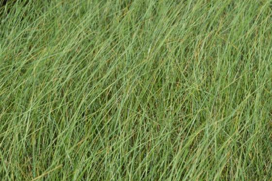 Ammophila arenaria