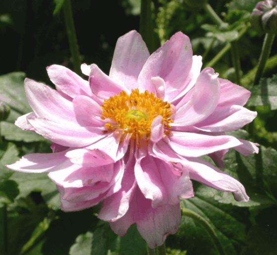 Anemone hybride 'Mont Rose'