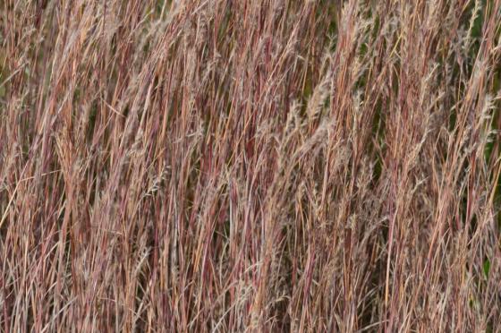 Andropogon gerardii 'Prairie Blues'