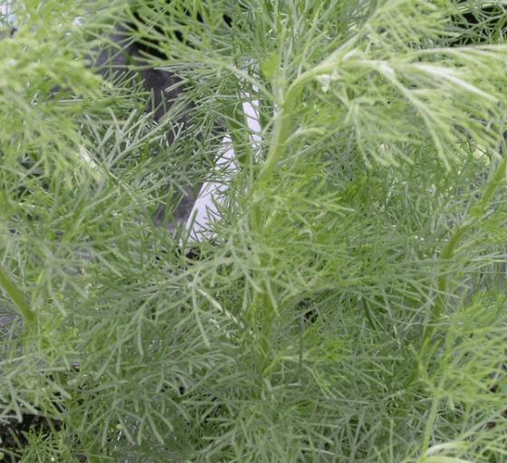 Artemisia abrotanum (citroenkruid)
