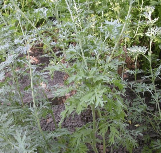 Artemisia absinthium (absinth/alsem)