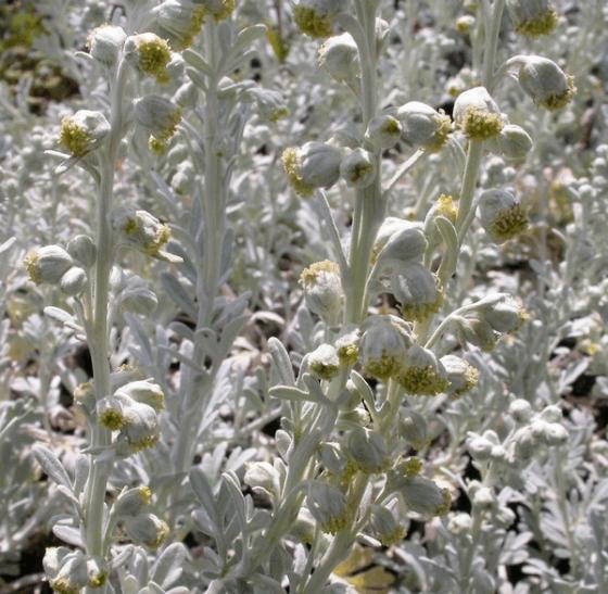 Artemisia stelleriana 'Boughton Silver' (Mori's Form)