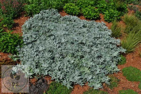 Artemisia stell. 'Silver Brocade'
