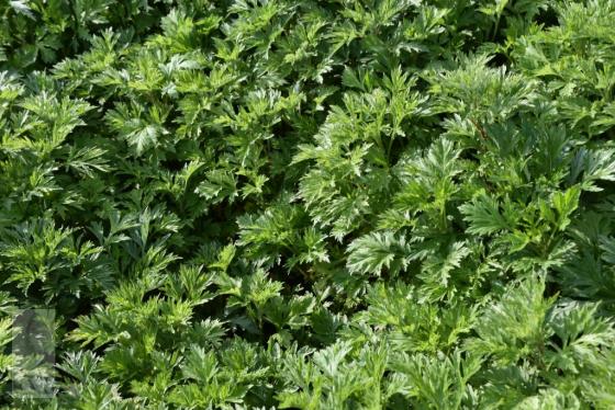 Artemisia vulgaris (bijvoet)