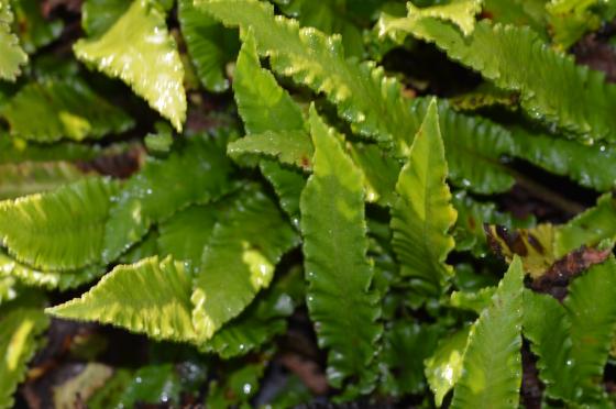 Asplenium scolopendrium 'Angustatum'