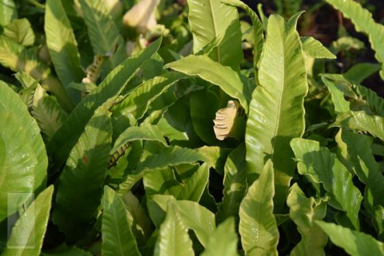 Asplenium scolopendrium