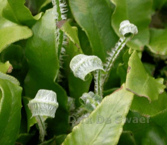 Asplenium scolopendrium