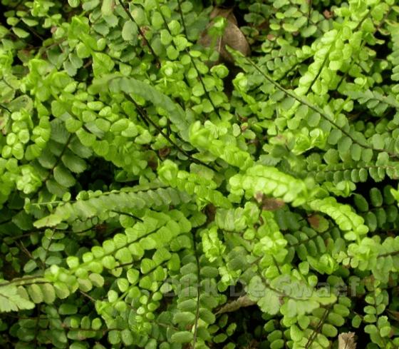 Asplenium trichomanes