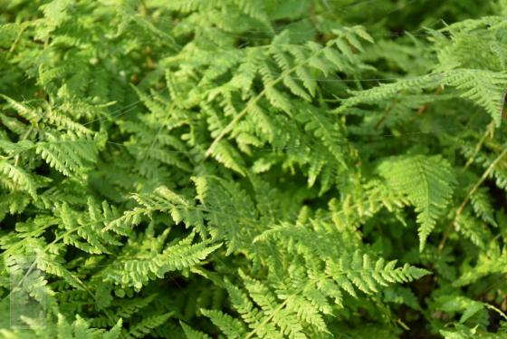 Athyrium filix-femina 'Lady in Red'