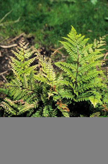 Athyrium otophorum 'Okanum'