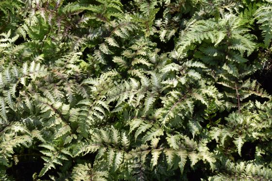 Athyrium niponicum 'Red Beauty'