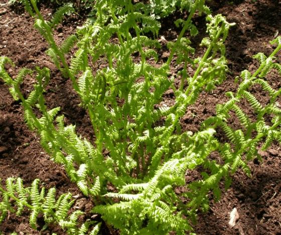 Athyrium filix-femina 'Rotstiel'