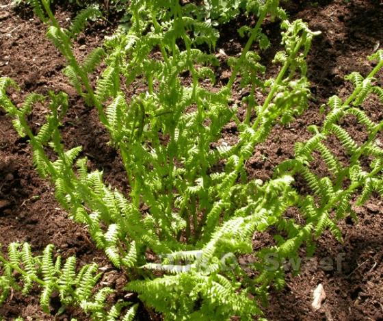 Athyrium filix-femina 'Rotstiel'