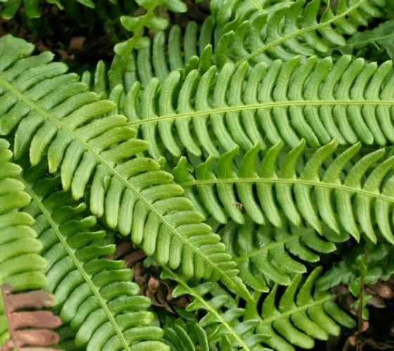 Blechnum spicant (dubbelloofvaren)