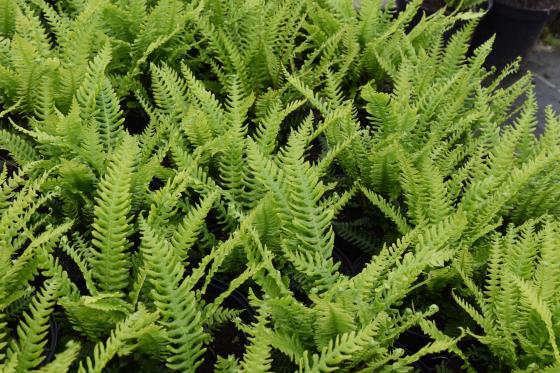 Blechnum spicant (dubbelloofvaren)