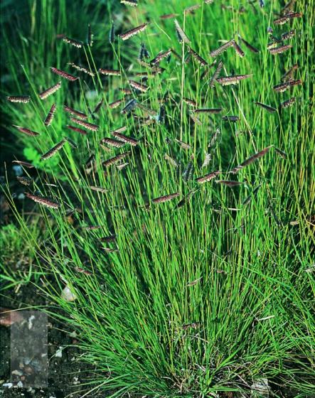 Bouteloua gracilis