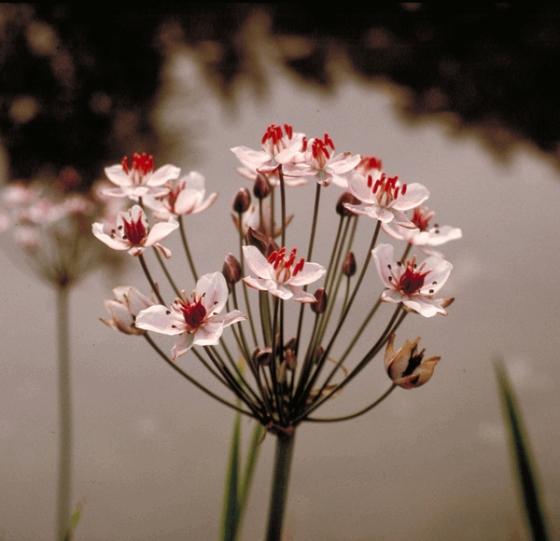 Butomus umbellatus