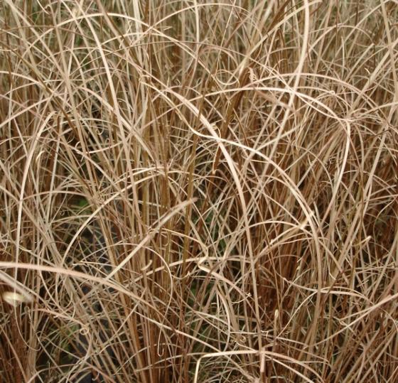 Carex buchananii