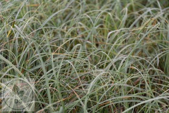Carex flacca 'Buis'