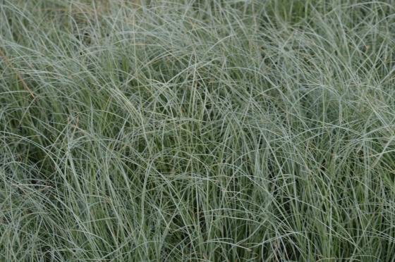 Carex comans 'Frosted Curls'