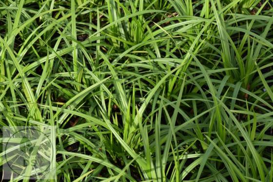 Carex foliosissima 'Irish Green'  3 Liter