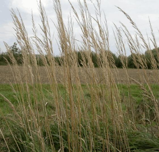 Calamagrostis acutiflora 'Karl Foerster'