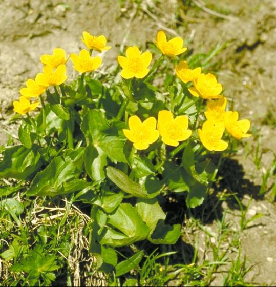 Caltha palustris